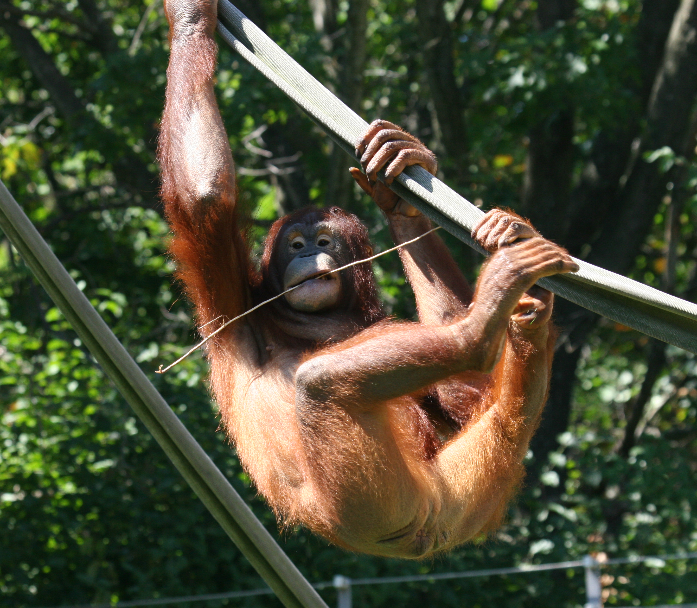 https://d3r8gwkgo0io6y.cloudfront.net/upload/zoological park1.jpg